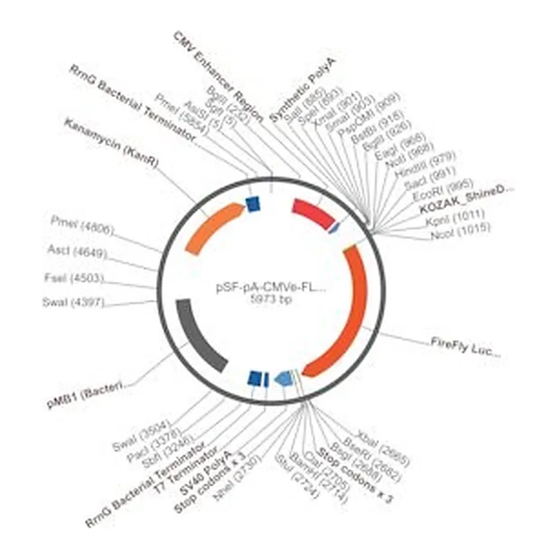 Merck PSF-PA-CMVE-FLUC - CMV ENHANCER LUCIFERASE PLASMID