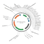 Merck PSF-CMV-UB-NEO/G418 ASCI - G418 SELECTION PLASMID