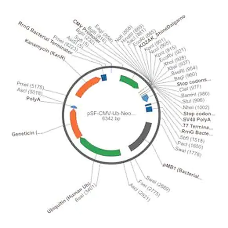 Merck PSF-CMV-UB-NEO/G418 ASCI - G418 SELECTION PLASMID