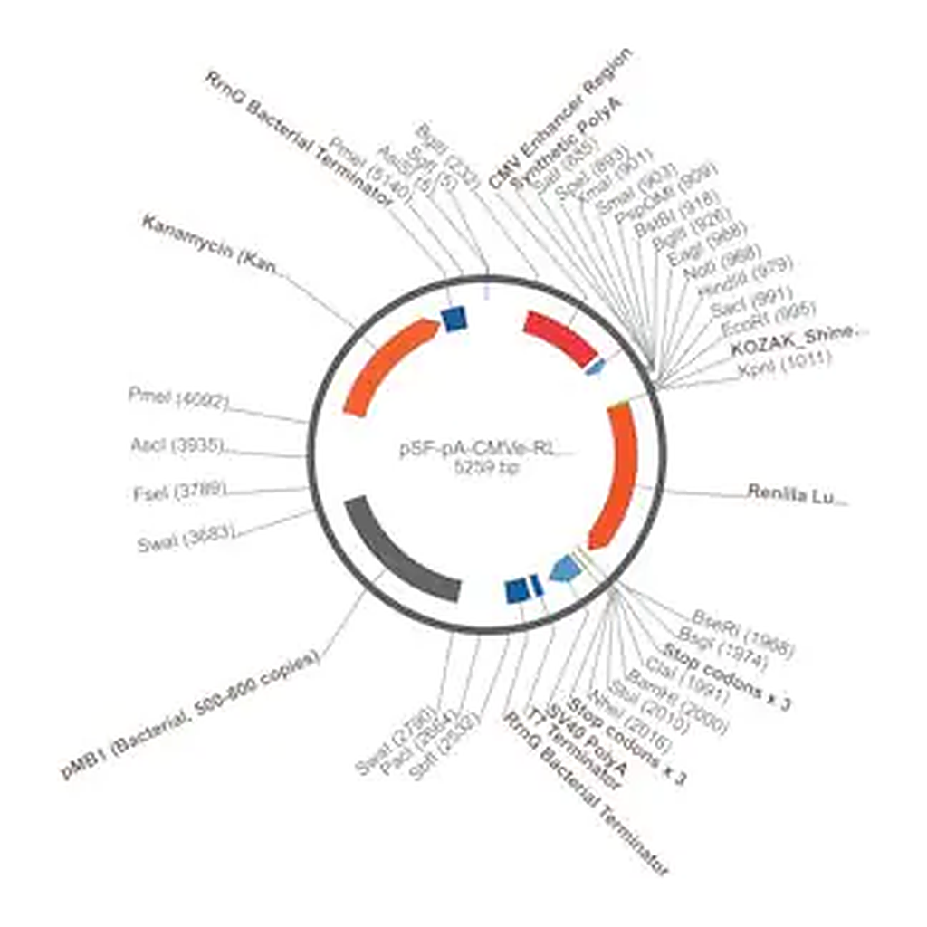 Merck PSF-PA-CMVE-RLUC - CMV ENHANCER RENILLA PLASMID