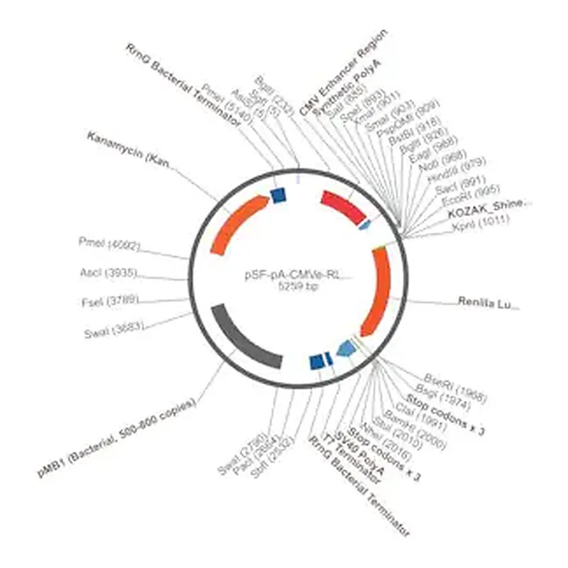 Merck PSF-PA-CMVE-RLUC - CMV ENHANCER RENILLA PLASMID