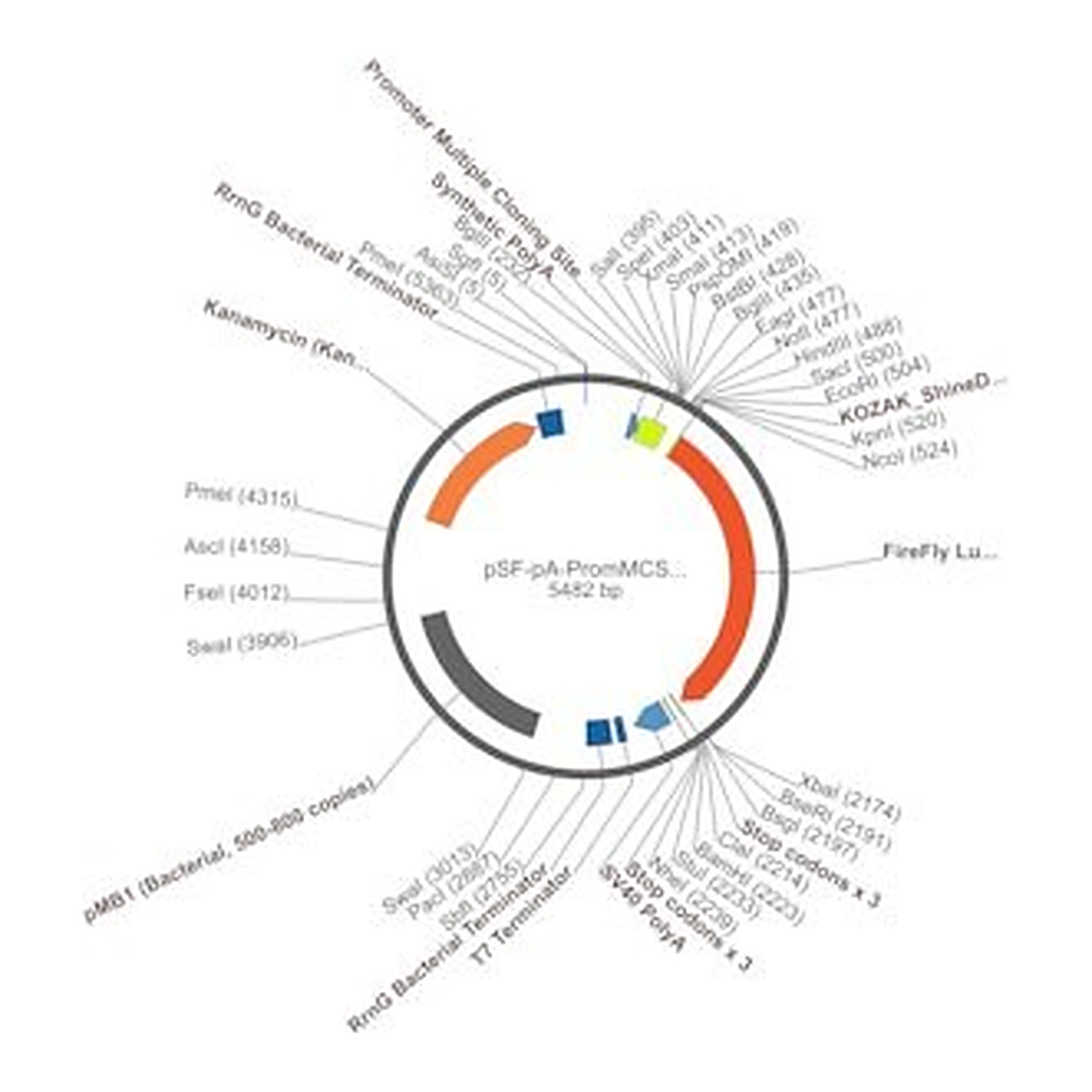 Merck PSF-PA-PROMMCS-FLUC - NO PROMOTER (MCS) FIREFLY LUC PLASMID