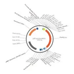Merck PSF-PA-PROMMCS-FLUC - NO PROMOTER (MCS) FIREFLY LUC PLASMID