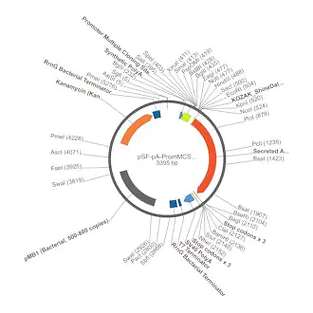 Merck PSF-PA-PROMMCS-SEAP - NO PROMOTER (MCS) SEAP PLASMID