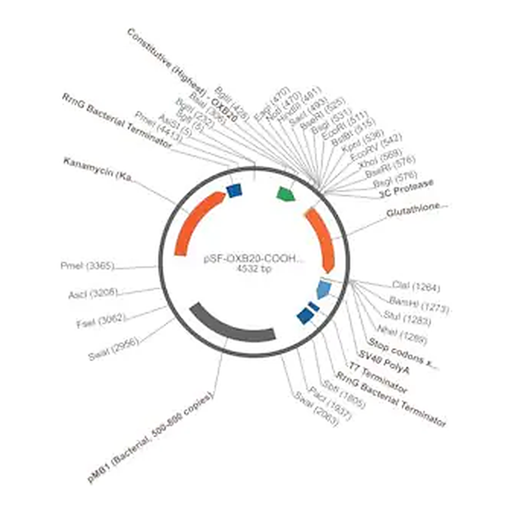 Merck PSF-OXB20-COOH-3C-GST - C-TERMINAL GST TAG BACTERIAL PLASMID