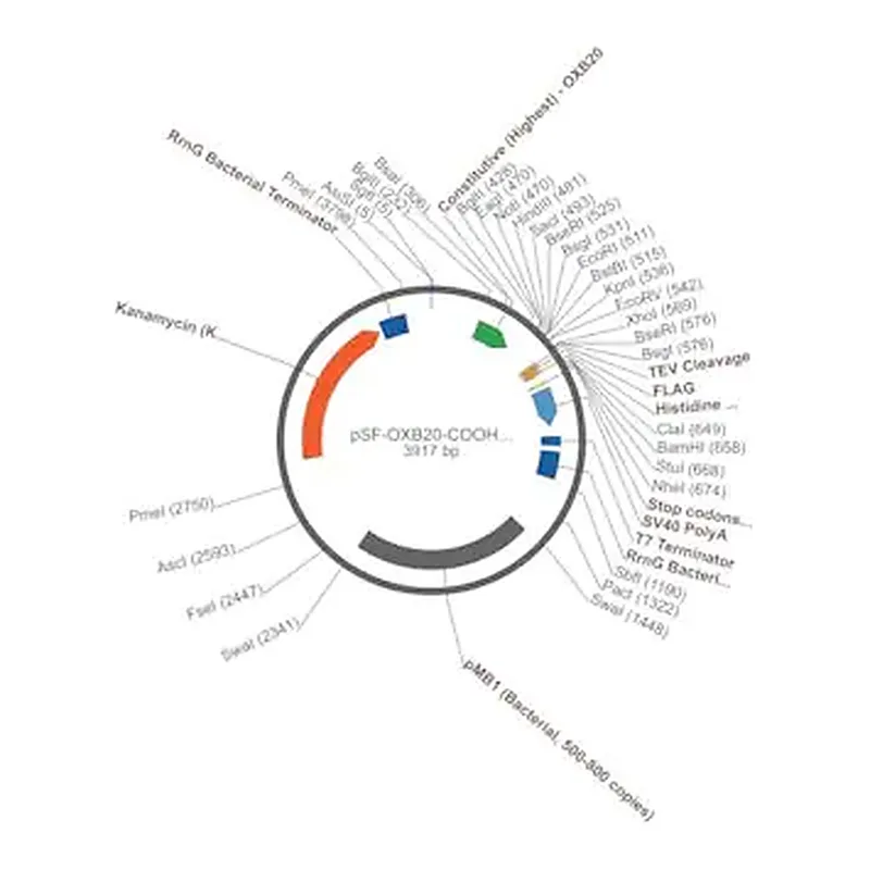 Merck PSF-OXB20-COOH-TEV-FLAG-6HIS - C-TERMINAL 6 HIS AND FLAG DUAL TAG BACTERIAL PLASMID