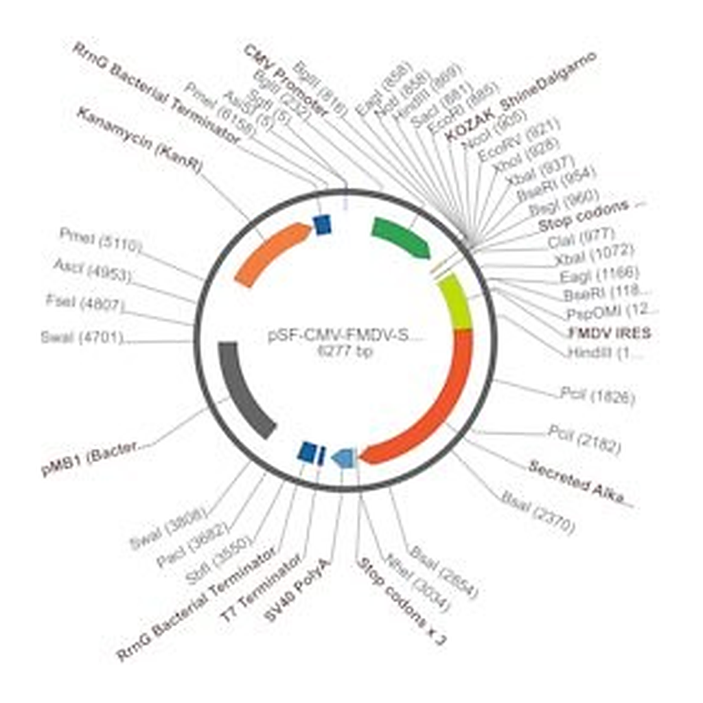 Merck PSF-CMV-FMDV-SEAP - FMDV IRES SEAP EXPRESSION PLASMID