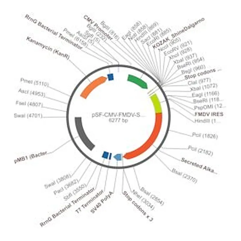Merck PSF-CMV-FMDV-SEAP - FMDV IRES SEAP EXPRESSION PLASMID