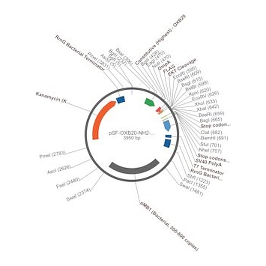 Merck PSF-OXB20-NH2-OMPA-FLAG-EKT - OMPA SECRETION AND FLAG TAG PLASMID