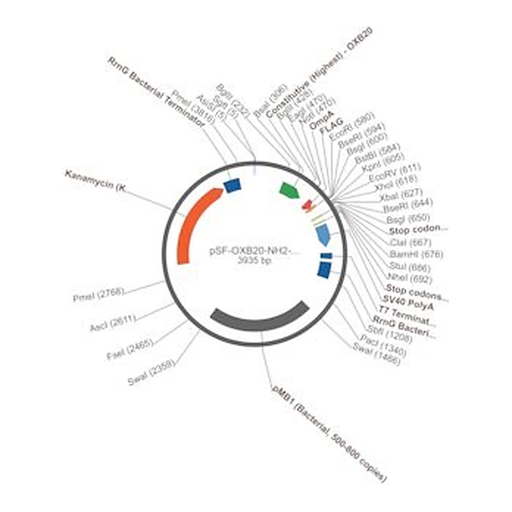 Merck PSF-OXB20-NH2-OMPA-FLAG - OMPA SECRETION AND FLAG TAG PLASMID