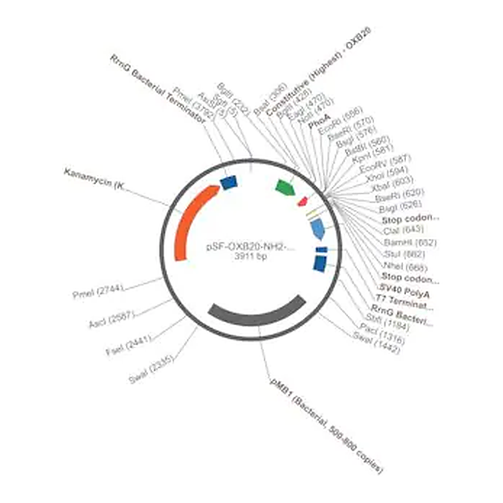 Merck PSF-OXB20-NH2-PHOA - PHOA SECRETION PLASMID