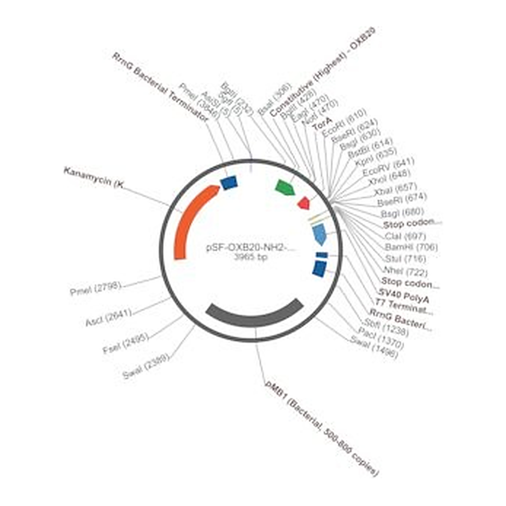 Merck PSF-OXB20-NH2-TORA - TORA SECRETION PLASMID