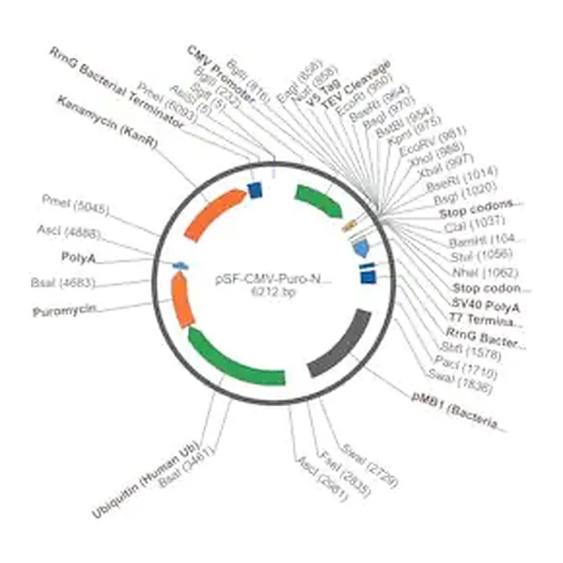 Merck PSF-CMV-PURO-NH2-V5-TEV - N-TERMINAL V5 TAG MAMMALIAN PLASMID