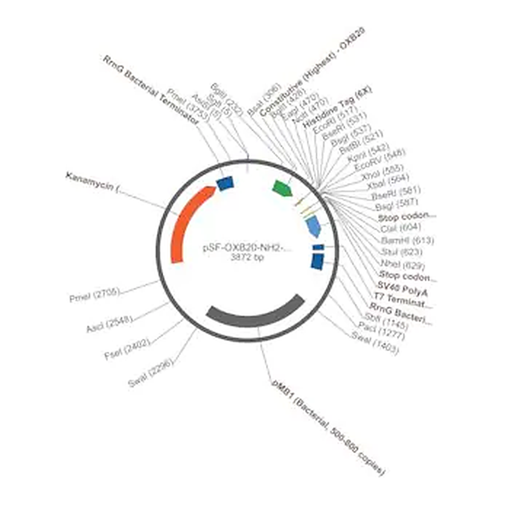 Merck PSF-OXB20-NH2-HIS6 - N-TERMINAL 6 HIS TAG MAMMALIAN PLASMID