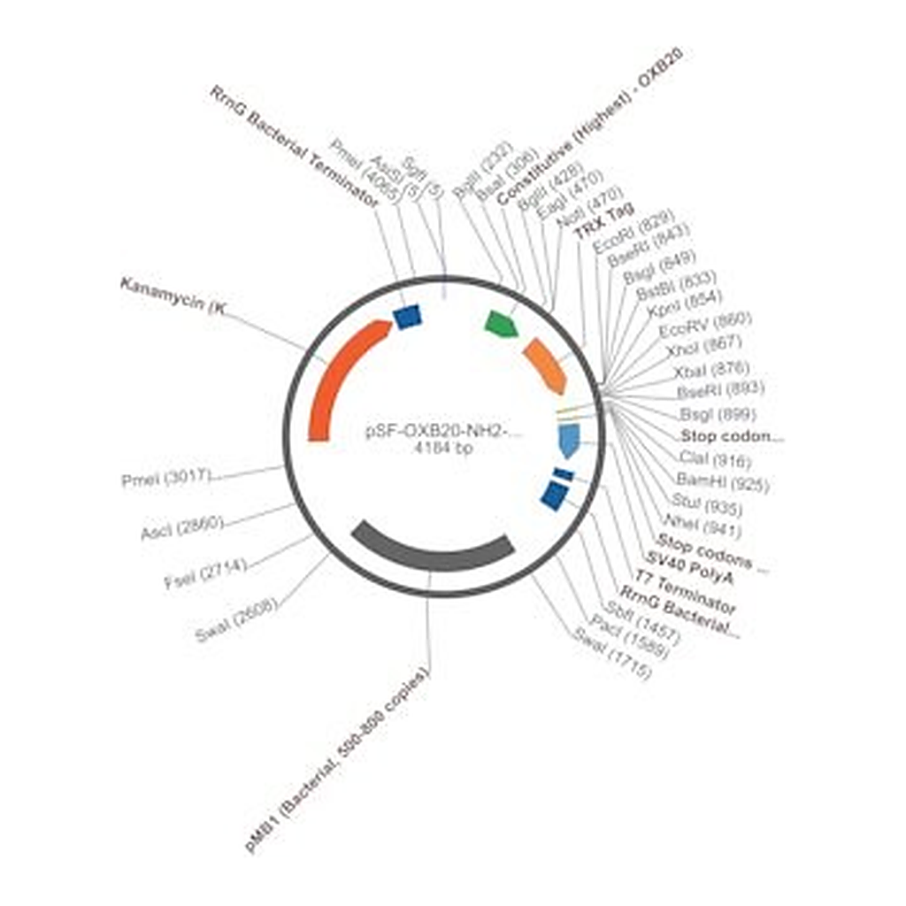 Merck PSF-OXB20-NH2-TRX - N-TERMINAL TRX TAG MAMMALIAN PLASMID
