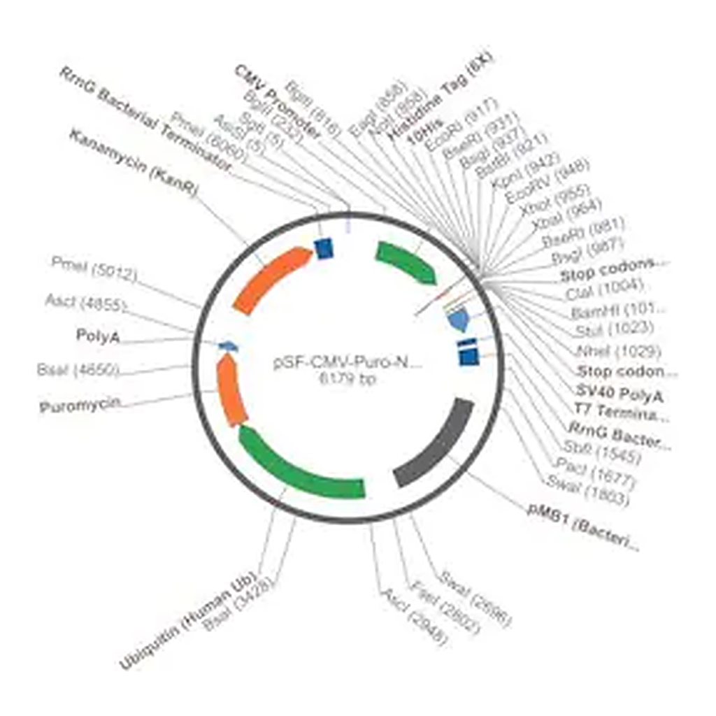 Merck PSF-CMV-PURO-NH2-HIS10 - N-TERMINAL 10 HIS TAG MAMMALIAN PLASMID
