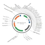 Merck PSF-CMV-PURO-NH2-HIS10 - N-TERMINAL 10 HIS TAG MAMMALIAN PLASMID