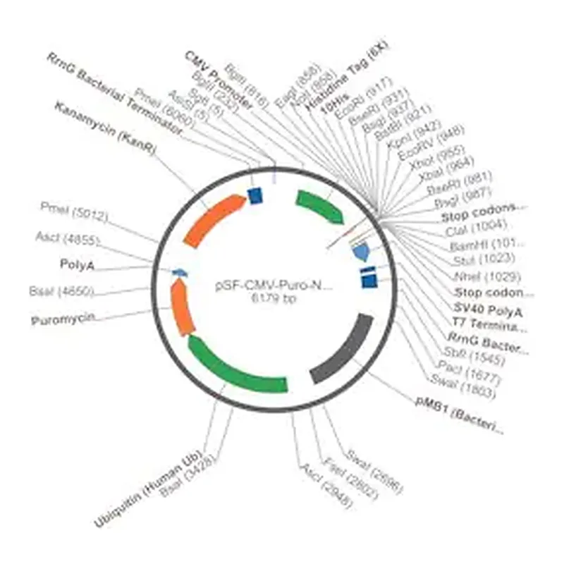 Merck PSF-CMV-PURO-NH2-HIS10 - N-TERMINAL 10 HIS TAG MAMMALIAN PLASMID