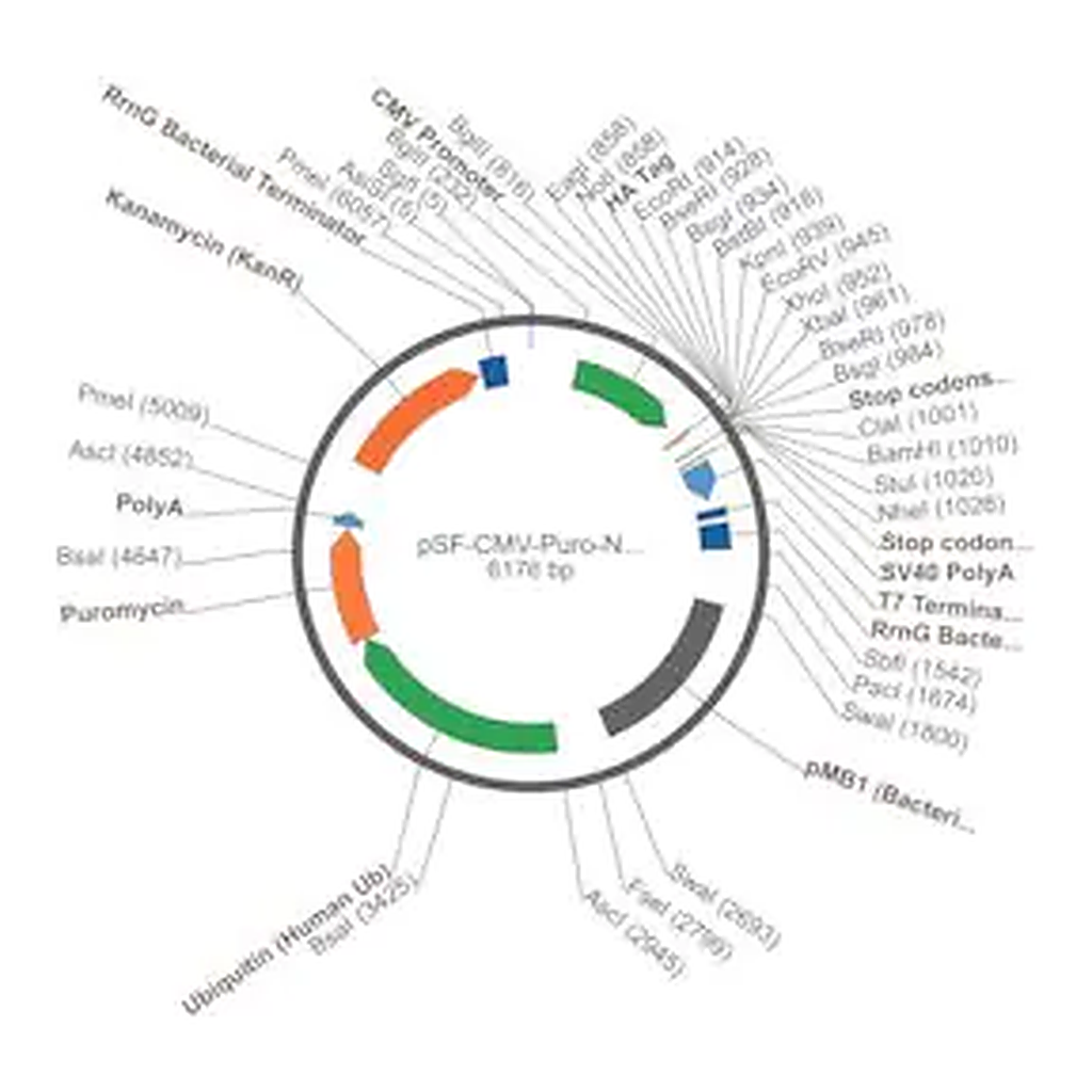 Merck PSF-CMV-PURO-NH2-HA - N-TERMINAL HA TAG MAMMALIAN PLASMID
