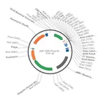 Merck PSF-CMV-PURO-NH2-V5 - N-TERMINAL V5 TAG MAMMALIAN PLASMID