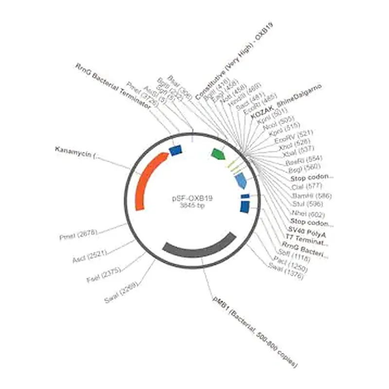 Merck PSF-OXB19 (UNREG) - MEDIUM STENGTH BACTERIAL PROMOTER