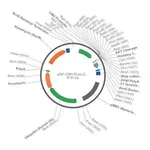 Merck PSF-CMV-PURO-COOH-EKT-6HIS - C-TERMINAL 6 HIS TAG MAMMALIAN PLASMID