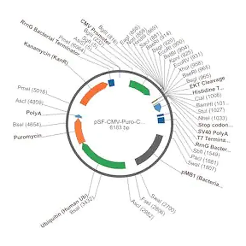 Merck PSF-CMV-PURO-COOH-EKT-6HIS - C-TERMINAL 6 HIS TAG MAMMALIAN PLASMID