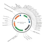 Merck PSF-CMV-PURO-NH2-CMYC - N-TERMINAL C-MYC TAG MAMMALIAN PLASMID