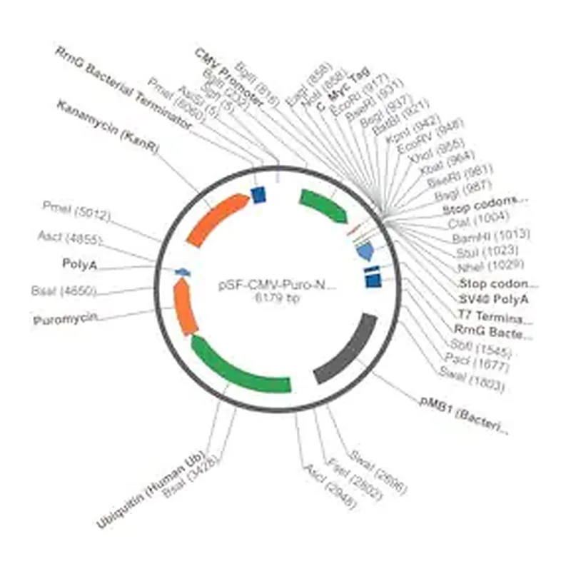 Merck PSF-CMV-PURO-NH2-CMYC - N-TERMINAL C-MYC TAG MAMMALIAN PLASMID