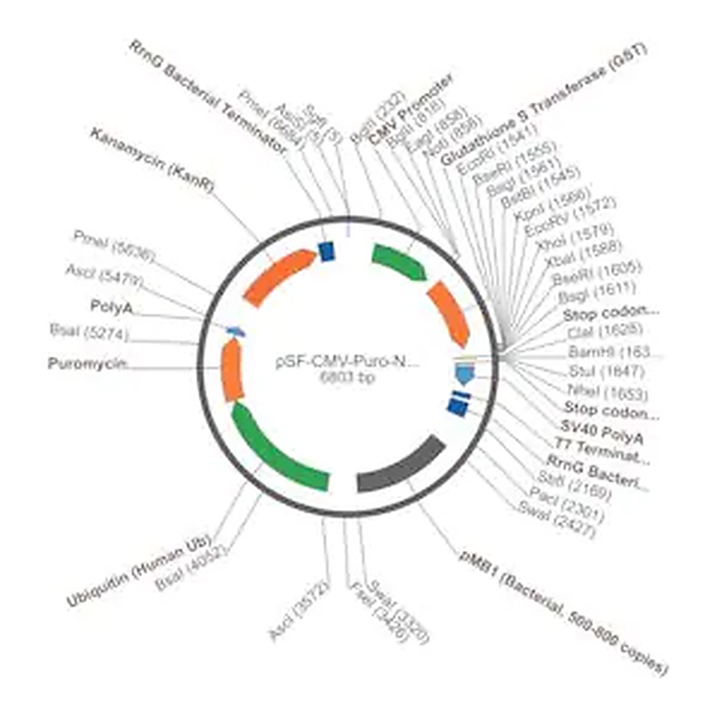 Merck PSF-CMV-PURO-NH2-GST - N-TERMINAL GST TAG MAMMALIAN PLASMID