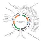 Merck PSF-CMV-PURO-NH2-GST - N-TERMINAL GST TAG MAMMALIAN PLASMID