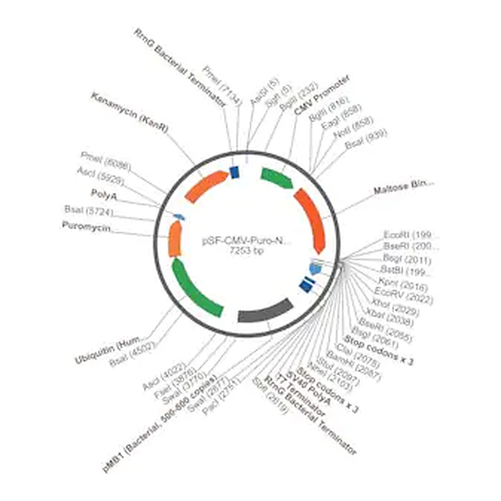 Merck PSF-CMV-PURO-NH2-MBP - N-TERMINAL MBP TAG MAMMALIAN PLASMID