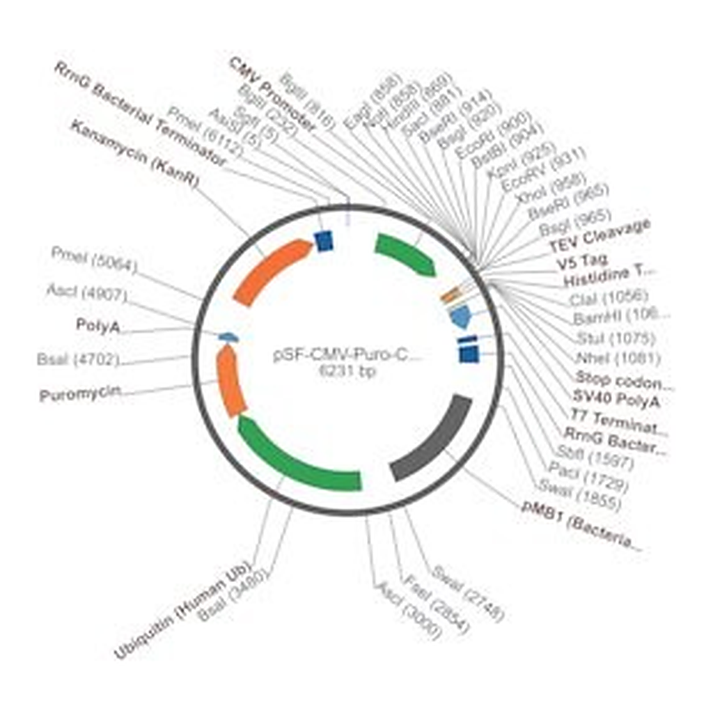 Merck PSF-CMV-PURO-COOH-TEV-V5-6HIS - C-TERMINAL 6 HIS AND V5 DUAL TAG MAMMALIAN PLASMID