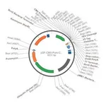 Merck PSF-CMV-PURO-COOH-TEV-V5-6HIS - C-TERMINAL 6 HIS AND V5 DUAL TAG MAMMALIAN PLASMID