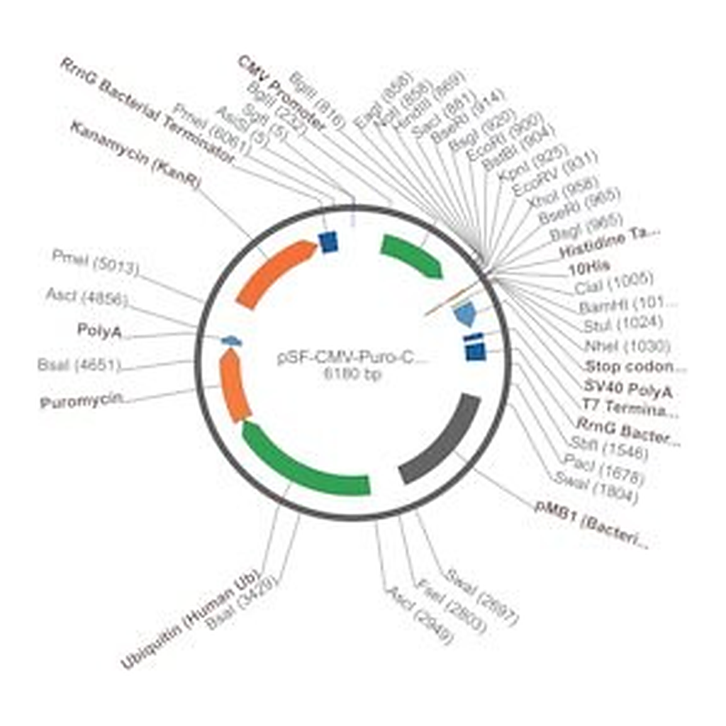 Merck PSF-CMV-PURO-COOH-10HIS - C-TERMINAL 10HIS TAG MAMMALIAN PLASMID