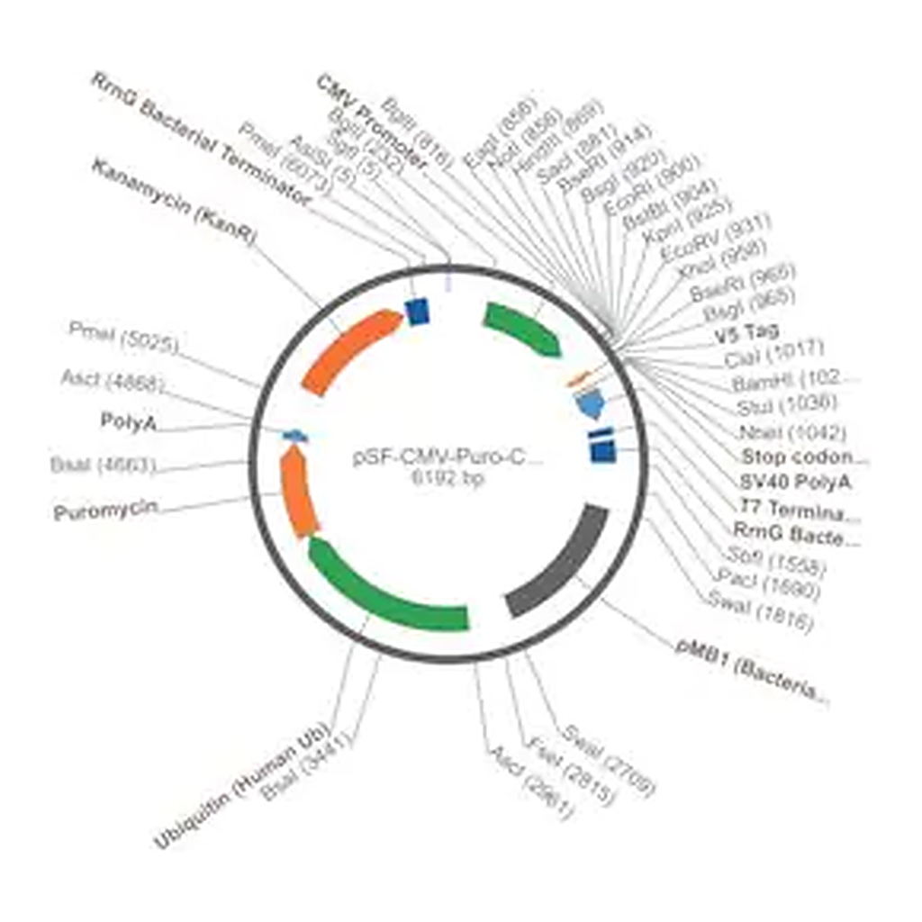 Merck PSF-CMV-PURO-COOH-V5 - C-TERMINAL V5 TAG MAMMALIAN PLASMID