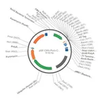 Merck PSF-CMV-PURO-COOH-V5 - C-TERMINAL V5 TAG MAMMALIAN PLASMID