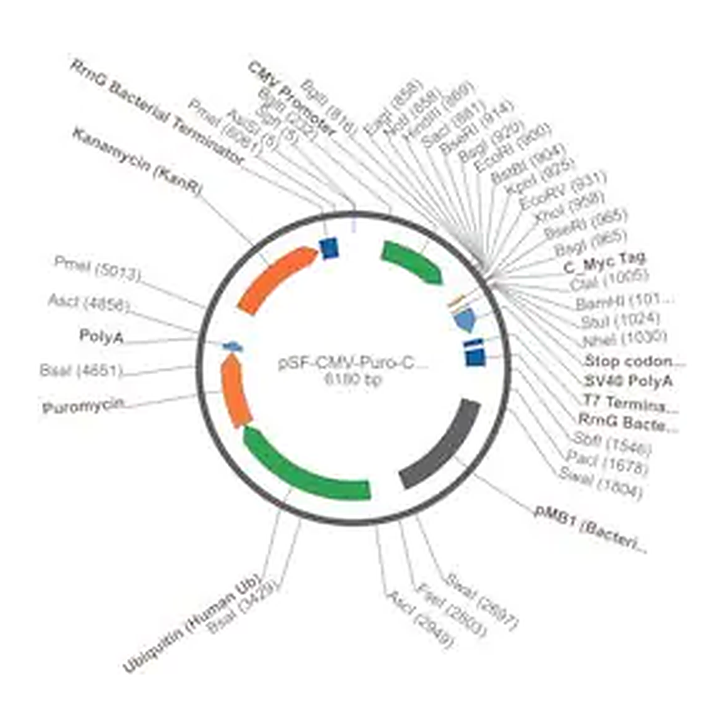 Merck PSF-CMV-PURO-COOH-CMYC - C-TERMINAL C-MYC TAG MAMMALIAN PLASMID