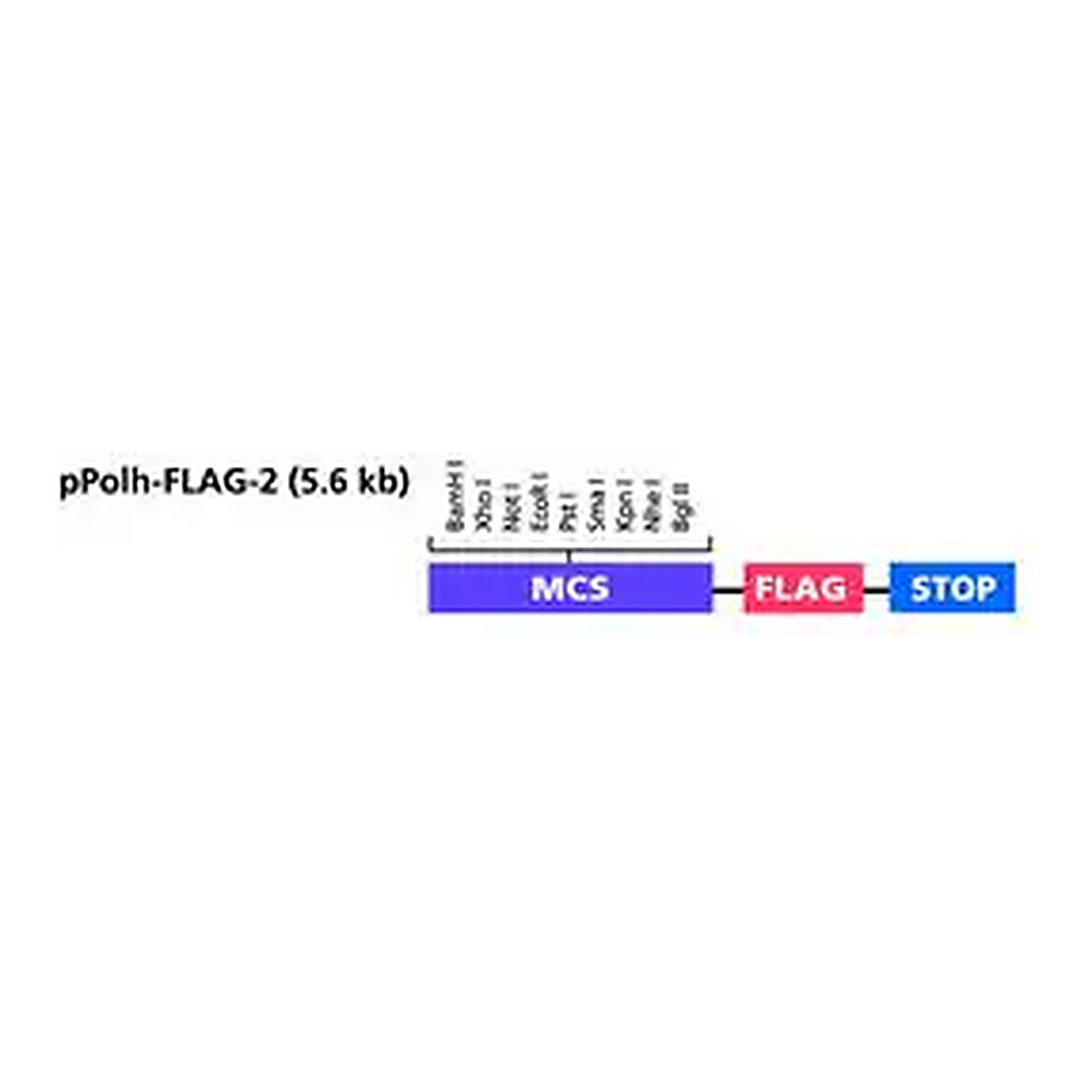 Merck pPolh-FLAG-2 Transfer Vector