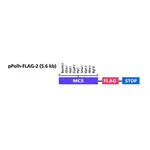 Merck pPolh-FLAG-2 Transfer Vector