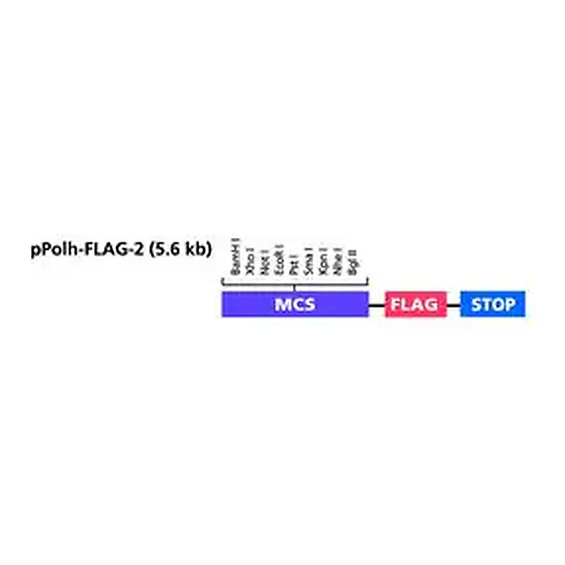 Merck pPolh-FLAG-2 Transfer Vector
