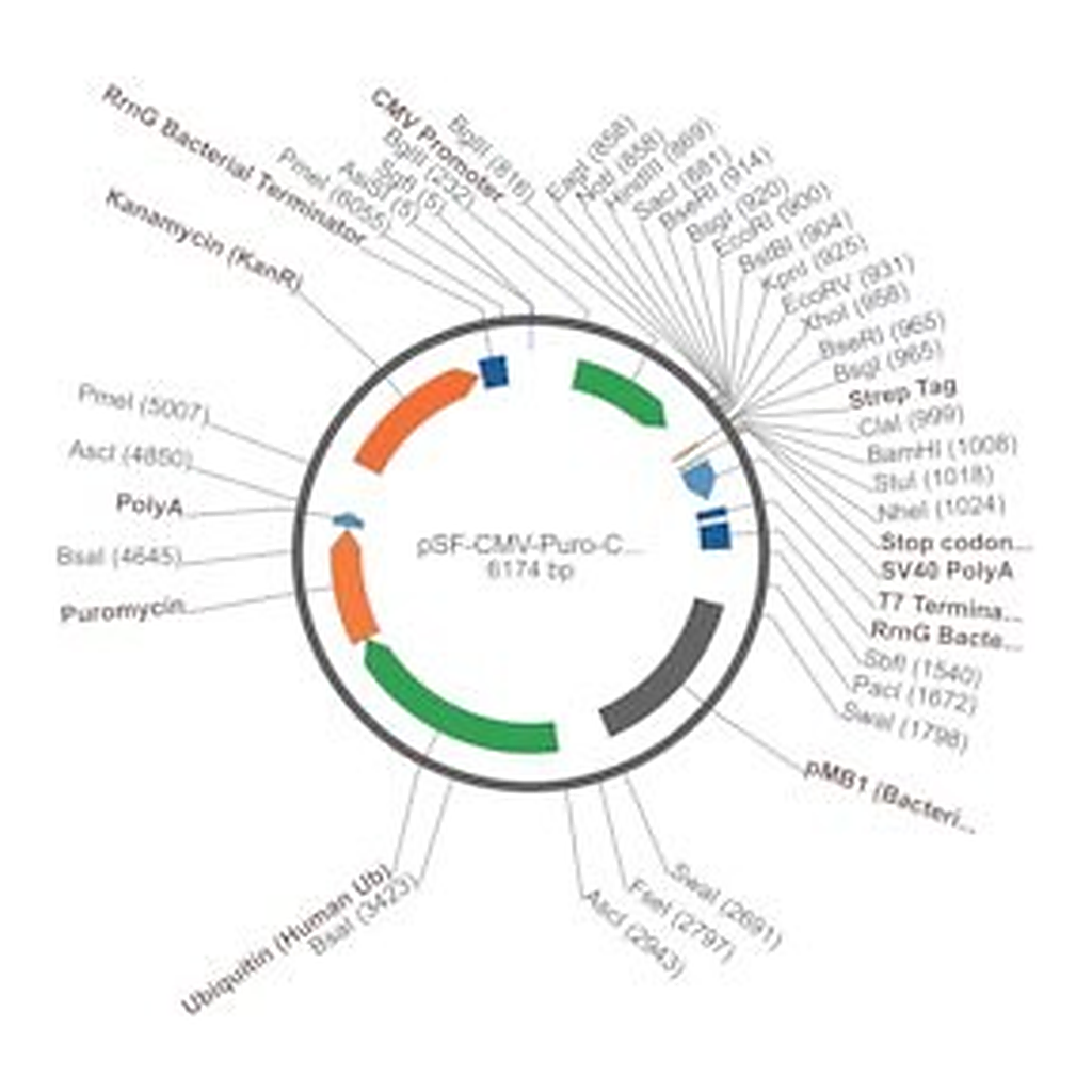 Merck PSF-CMV-PURO-COOH-STREP - C-TERMINAL STREP TAG MAMMALIAN PLASMID