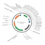 Merck PSF-CMV-PURO-COOH-S-TAG - C-TERMINAL S-TAG TAG MAMMALIAN PLASMID
