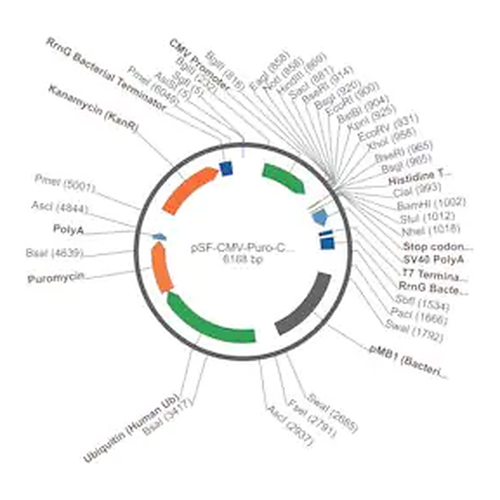 Merck PSF-CMV-PURO-COOH-HIS6 - C-TERMINAL 6 HIS TAG MAMMALIAN PLASMID