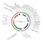 Merck PSF-CMV-PURO-COOH-HIS6 - C-TERMINAL 6 HIS TAG MAMMALIAN PLASMID