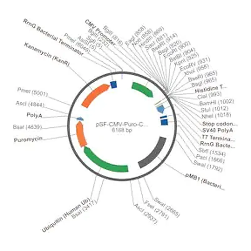 Merck PSF-CMV-PURO-COOH-HIS6 - C-TERMINAL 6 HIS TAG MAMMALIAN PLASMID