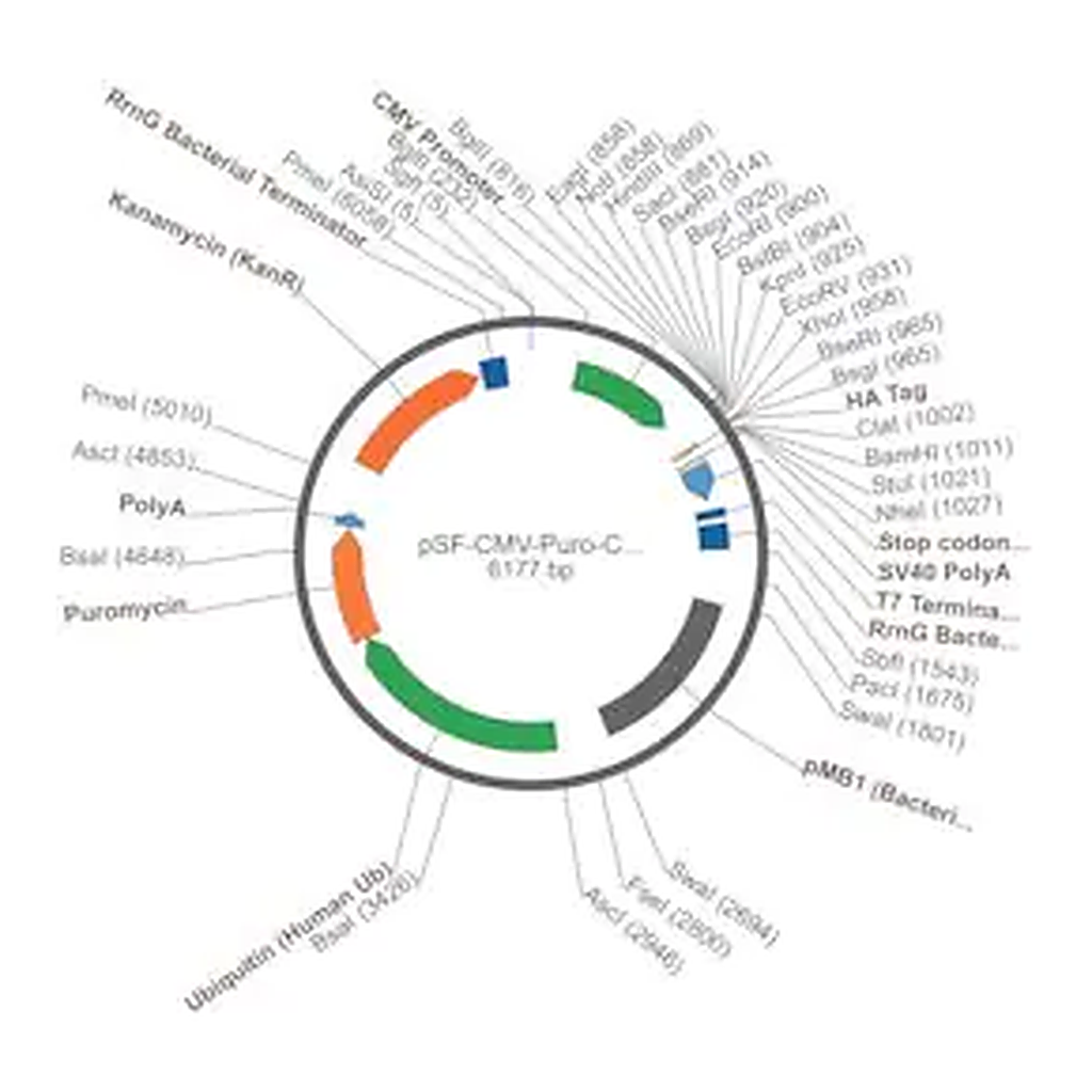 Merck PSF-CMV-PURO-COOH-HA - C-TERMINAL HA TAG MAMMALIAN PLASMID