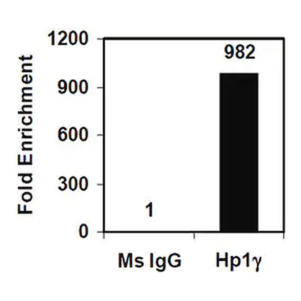 Merck EZ-Magna ChIP A/G Chromatin Immunoprecipitation Kit