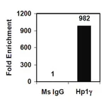Merck Magna ChIP A/G Chromatin Immunoprecipitation Kit