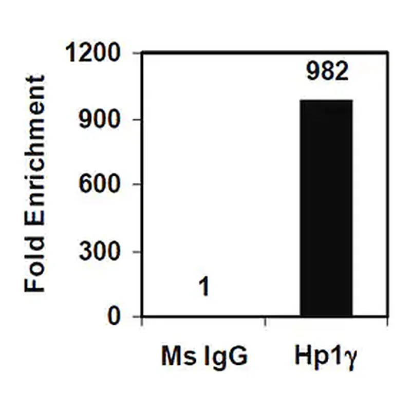 Merck Magna ChIP A/G Chromatin Immunoprecipitation Kit